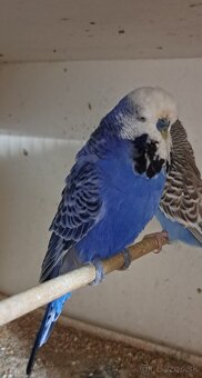 Výstavné andulky - 4