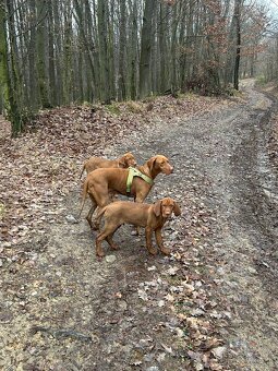 Madarska vyzla - steniatka - 4