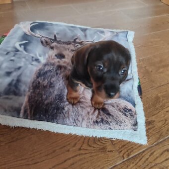 Jazvečík hrubosrstý - 4