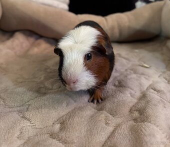 Anglický crested - morča - 4