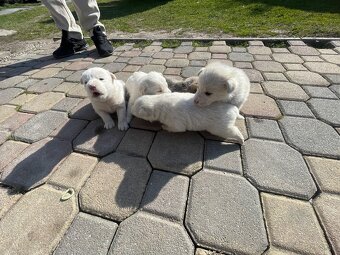 Máme na predaj šteniatka - 4