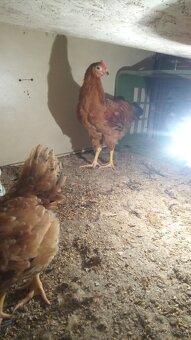 Predám , vymením kohúta 🐓 - 4
