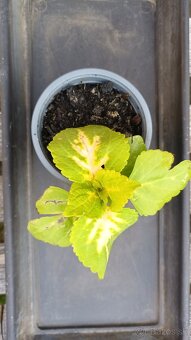 Coleus - 4
