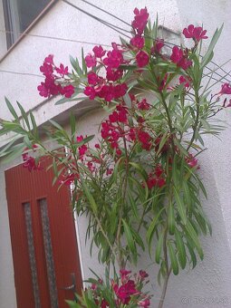 Oleander, hortenzia, trúbkovec. - 4
