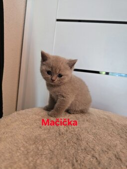 Škótske mačiatka - 4