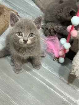 Britské mačiatka - 4