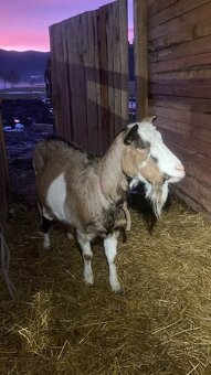 Podielové anglonubijske stado - 4