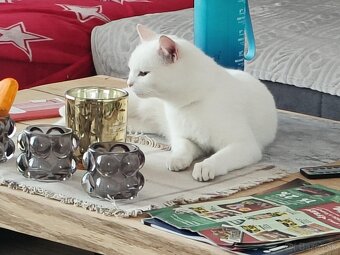 Darujem mačičku - 4