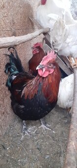 Kohúti maranské medenokrké - 4