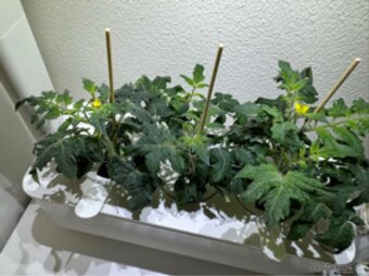 Inteligentný kvetináč Click & Grow Smart Garden 3 (biely) - 4