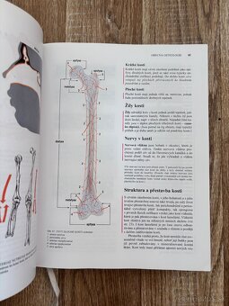 Anatomia Čihák 1,2 - 4