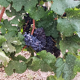 Predám hrozno- rulandské modré -Pinot Noir - 4