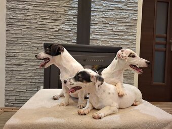 Jack russel terier - 4