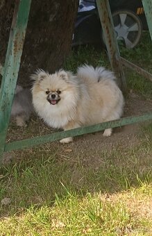 Pomeranian - 4