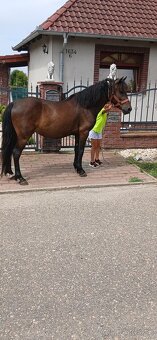Vymenim sportovy pony valach - 4