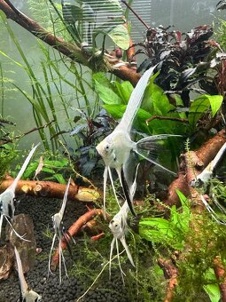 🐠 Skalár biely – Marble Longfin (mladé) - 4