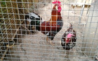 Predám vlaška porcelanova - 4