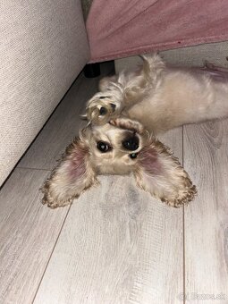 Americký kokerspaniel / kokeršpaniel / koker / kokršpaniel - 4