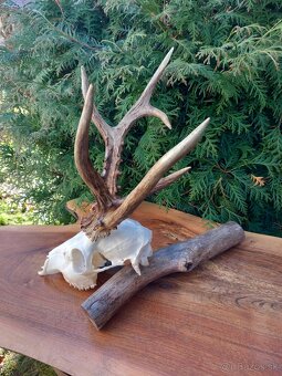 Trofej Rarita Paroh Parožie Zhody Parohy Srnec - 4