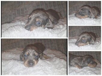 Jazvečík trpasličí šteniatka - 4