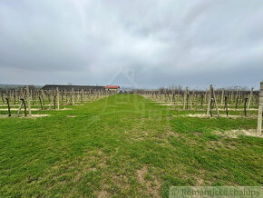Krásny vinohrad na veľkom pozemku vo vinohradníckej obla - 4