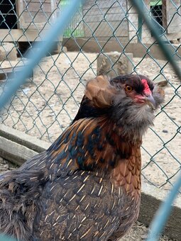 Araucana kuriatka - 4