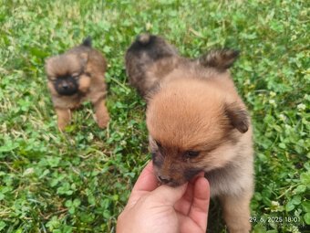 Pomeranian špic oranžovy šteňatá k odberu ihneď. - 4