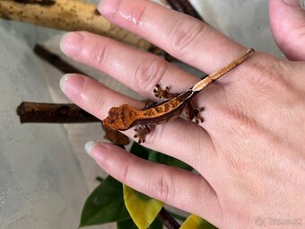 Pagekon riasnaty - 4