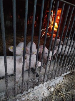 Predám odstavčatá - 4