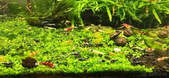 Krevetky caridina - 4