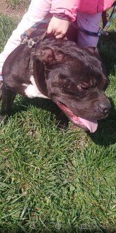 American BULLY fenka - 4