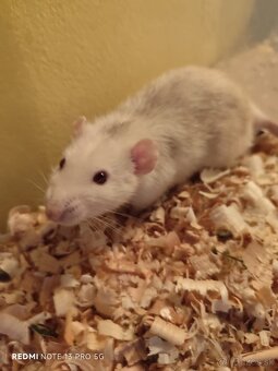 Darujem dospelé Dumbo potkany - 4