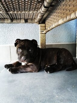 American Bully XL, šteniatka 8 týždňov - 4