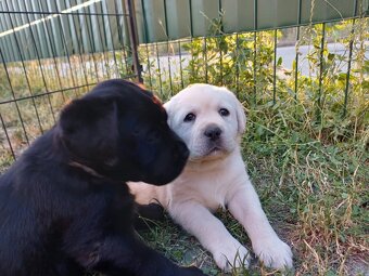 Labrador s PP žlté a čierne šteniatka - 4