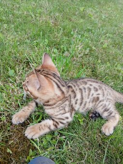 bengal bengalska macka bengalske maciatka - 4