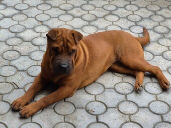 ▶️ SHAR-PEI - 4