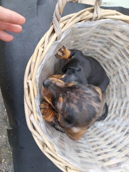 Jazvečík trpasličí - merle - 4