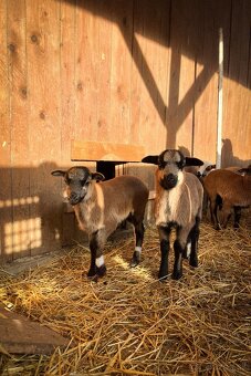 Jahnata kamerunske ovce - 4