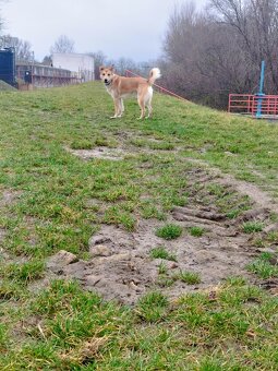 Darujem psa (Darvin) - 4