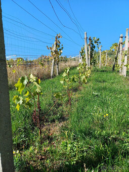 Biovinica s krásnym výhľadom a morušou v Pukanci - 4