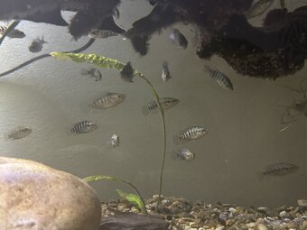 Parachromis Managuensis - 4