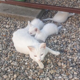 Khao manee - 4