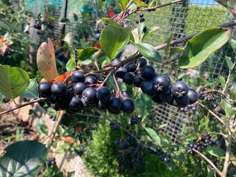 Aronia melanocarpa čiernoplodá kričkova forma - 4