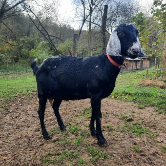 100% Anglonubijska kozička pripustená - 4