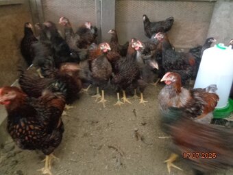 Sliepky wyandotky zlatej lemovanej - 4