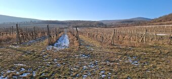 vinohrad v Modre - 4