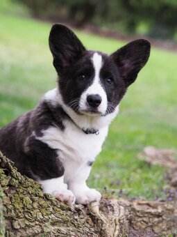 Welsh corgi cardigan štěňata - 4