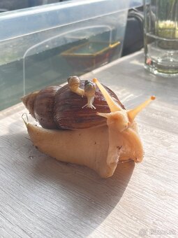 Africké slimáky/ Achatina žravá / Lissachatina fulica - 4