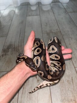 Python regius - 4