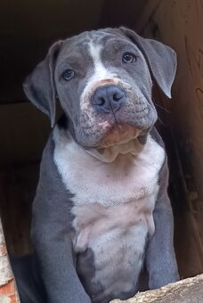American Bully XL, Americký stafordšírský teriér, - 4